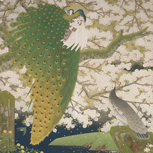 Peacocks and Cherry Tree - Imazu Tatsuyuki