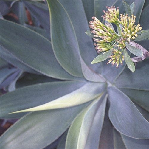 Botanicals Focus - Shine - Tony Koukos