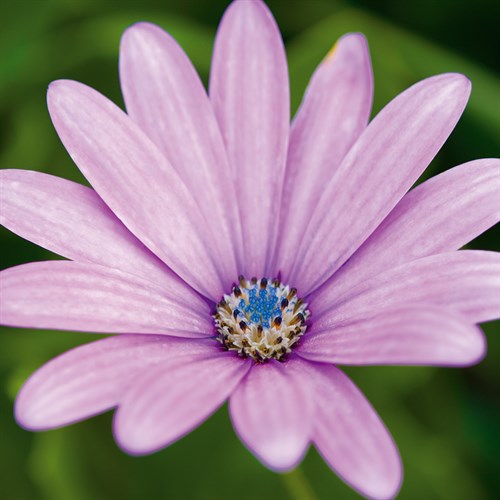 Fleur I - Joseph Eta
