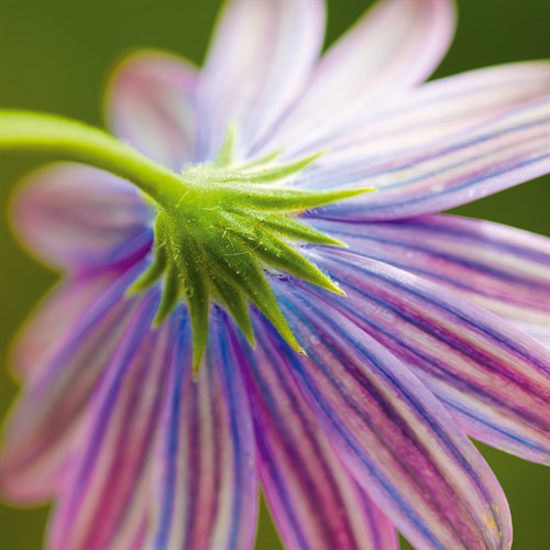 Fleur II - Joseph Eta