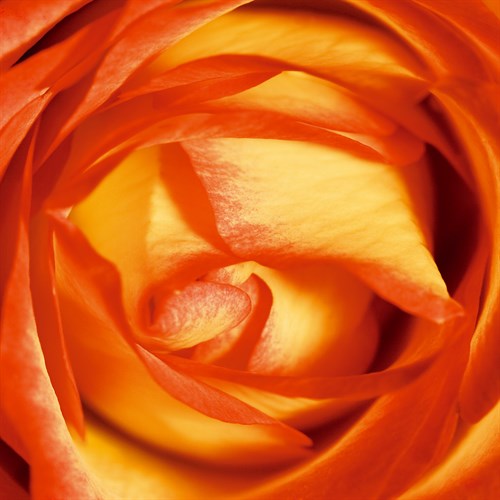 Red Lipped Yellow Rose - Joseph Eta