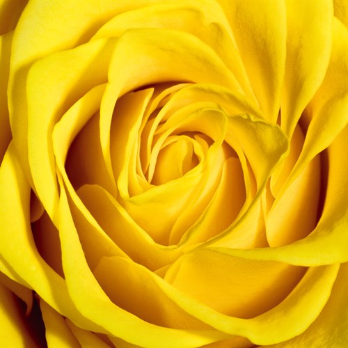 Yellow Rose - Joseph Eta
