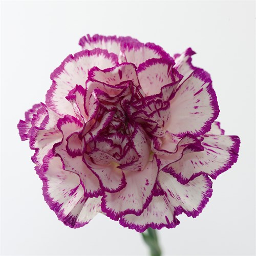 Carnation Creation I - Joseph Eta