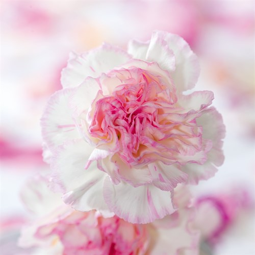 Carnation Creation III - Joseph Eta