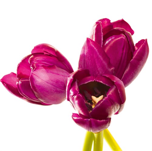 Tulip Trio III - Joseph Eta