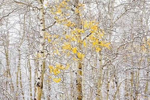 Fall Birch - Andrew Geiger