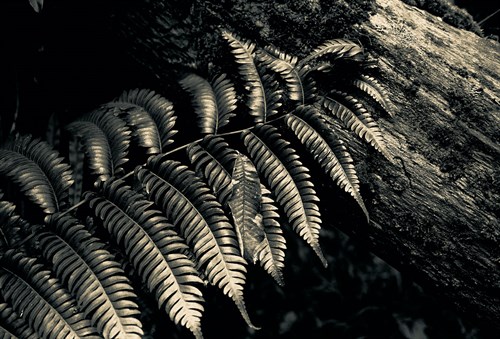 Resting Fern - Andrew Geiger