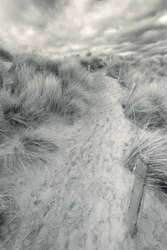 Dune Path - John Harper