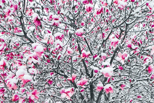 Spring Magnolia - Joseph Eta