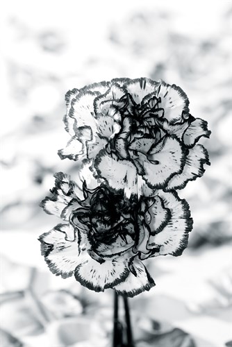 Carnation Creation V - Joseph Eta
