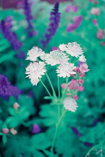 Astrantia Drift - Ella Lancaster