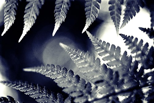 Fern I - Ella Lancaster