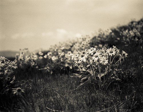 Wildflowers - Andrew Geiger