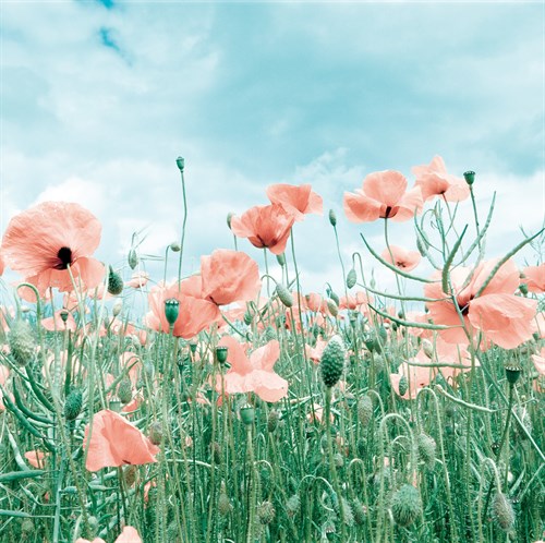 Poppy Pasture - Joseph Eta