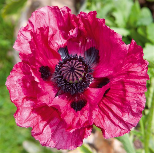 Poppy Flower III - Joseph Eta