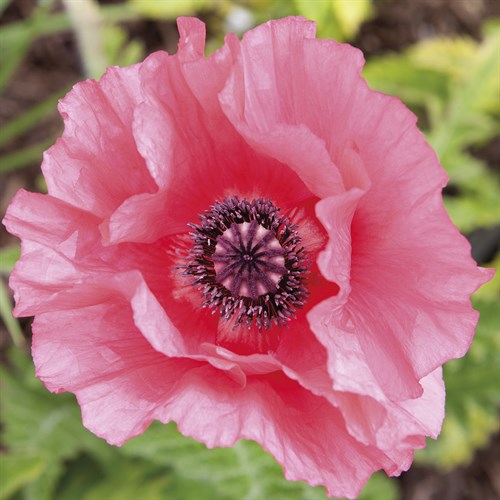 Poppy Flower IV - Joseph Eta