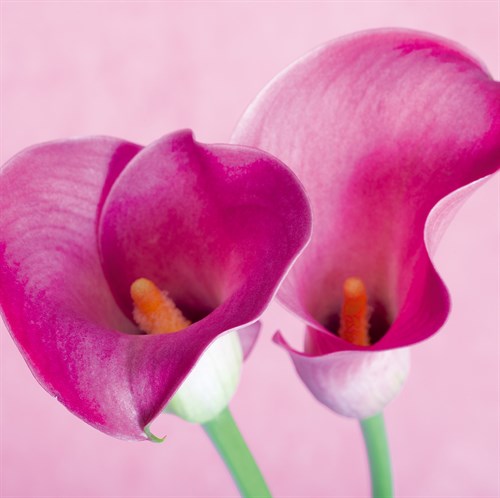 Lily Pink I - Joseph Eta