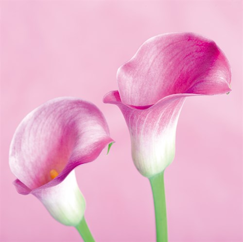 Lily Pink II - Joseph Eta