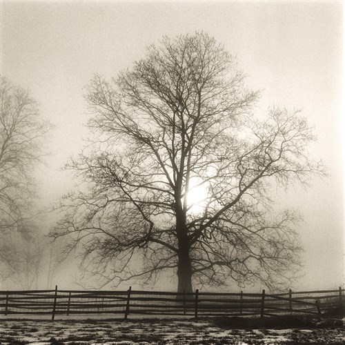 Winter Mist - Michael Kahn