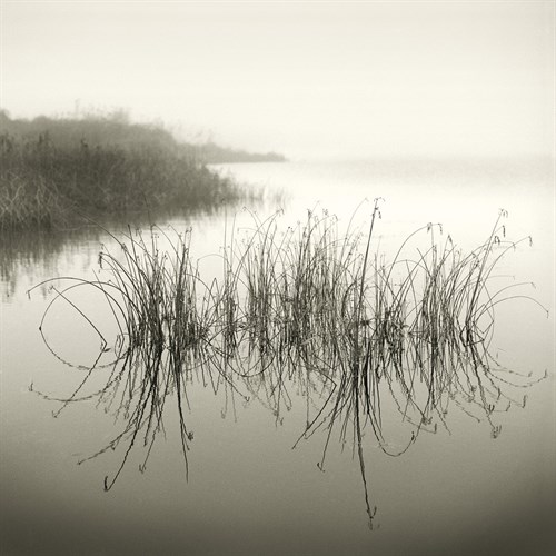 Reeds - Michael Kahn