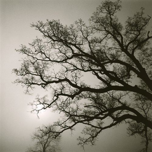 Tree Study II - Michael Kahn