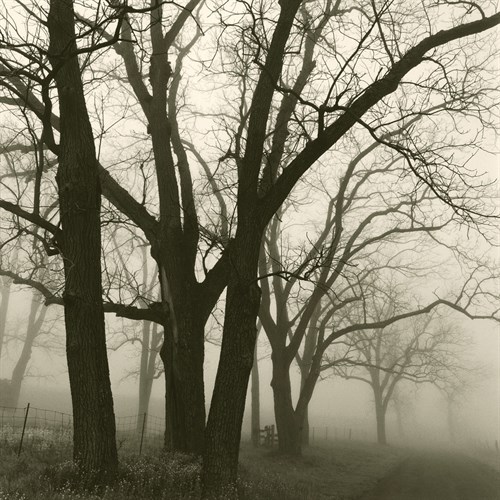 Tree Study III - Michael Kahn