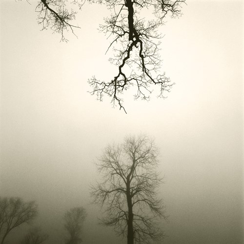 Tree Study IV - Michael Kahn