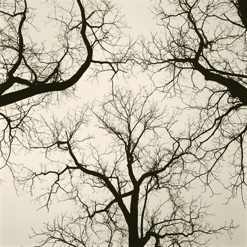 Tree Study V - Michael Kahn