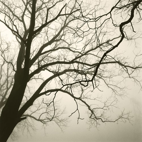 Tree Study VI - Michael Kahn