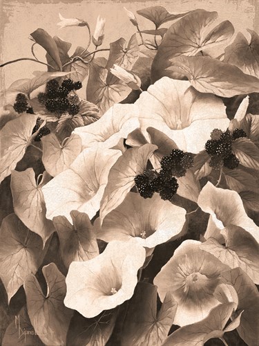 Convolvulus and Blackberries (Sepia) - Mary Dipnall