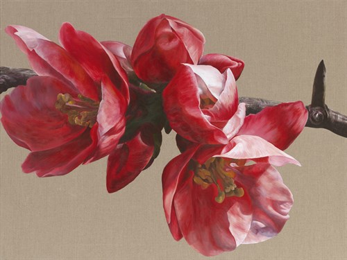 Japonica Blush - Sarah Caswell