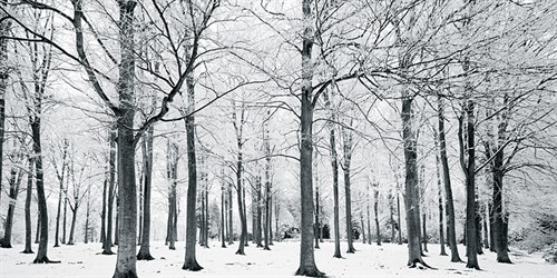 Glade In Winter - Joseph Eta