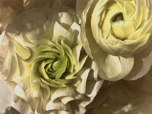 Gilded Rose - Katja Marzahn