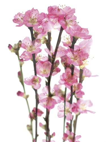 In Blossom - Katja Marzahn