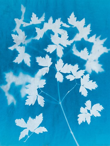 Spray - Sarah Cheyne