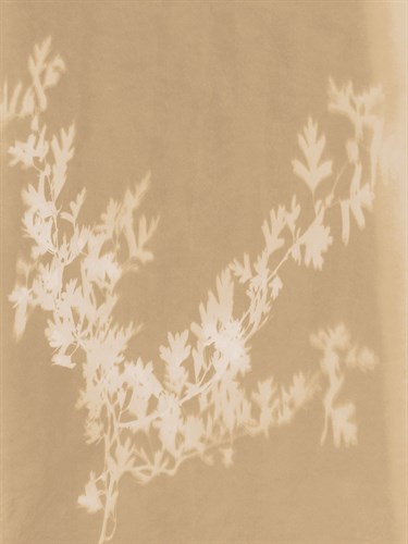 Hawthorn - Sarah Cheyne