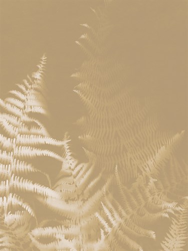 Bracken - Sarah Cheyne