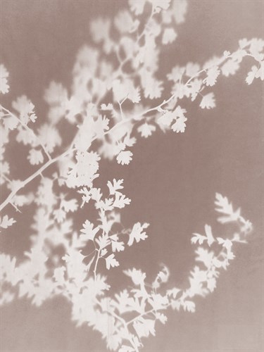 Spinney in Grey - Sarah Cheyne