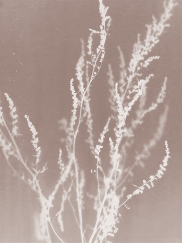 Meadow in Grey - Sarah Cheyne