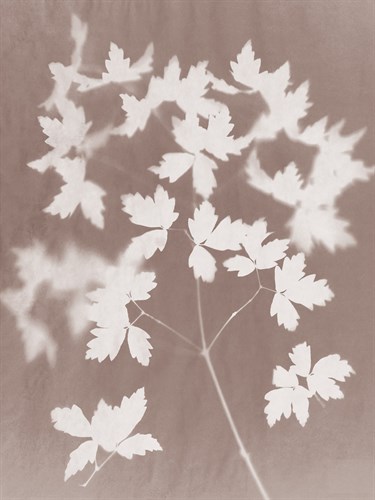 Spray in Grey - Sarah Cheyne
