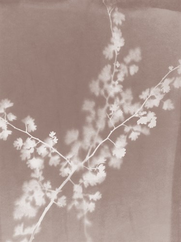 Grove in Grey - Sarah Cheyne