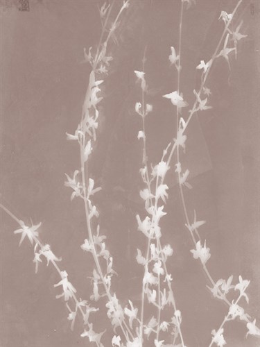 Forsythia in Grey - Sarah Cheyne