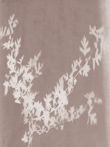 Hawthorn in Grey - Sarah Cheyne