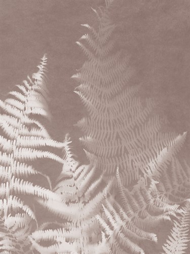 Bracken in Grey - Sarah Cheyne