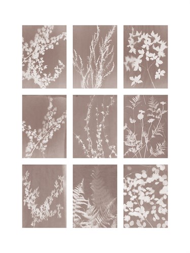 Momento - Sarah Cheyne