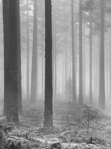 Towards The Light B&W - Andreas Stridsberg
