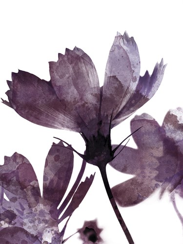 Moonflower II - Ken Hurd