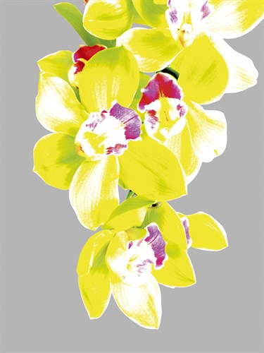Neon Orchid II - Sukhanlee