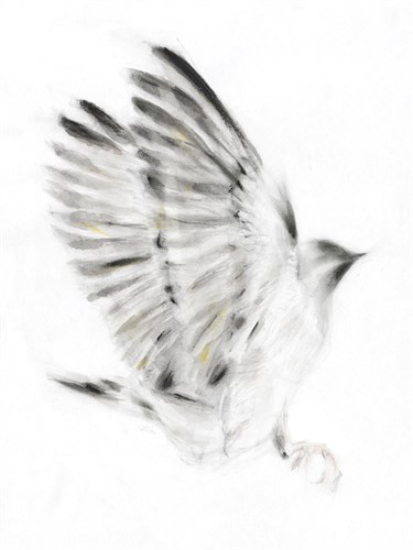 Alight - Kellas Campbell