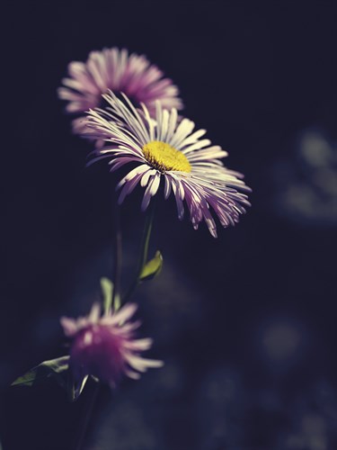 Asters - Andreas Stridsberg